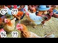 Ideal temperature and humidity for chickens in winter  dr arshad