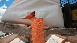Loading Reject Lawn Fertilizer into a Buggy