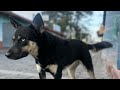 Street dogs guatemala  cute streetdogs streetpuppies adoptme subscribe