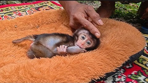 THIS IS HOW I HANDLE THE VERY VULNERABLE BABY MONKEY RUBY 