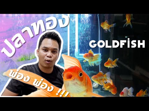 พ่อง!! ปลาทอง เลี้ยงแล้วตายทุกที : ฮัลโหล พาเพลิน EP.5