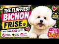 The Fluffiest Dog Ever? Meet The Adorable Bichon Frise! 🐶☁️