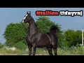     stallion udayraj  bhomiyasa stud farm rohina 