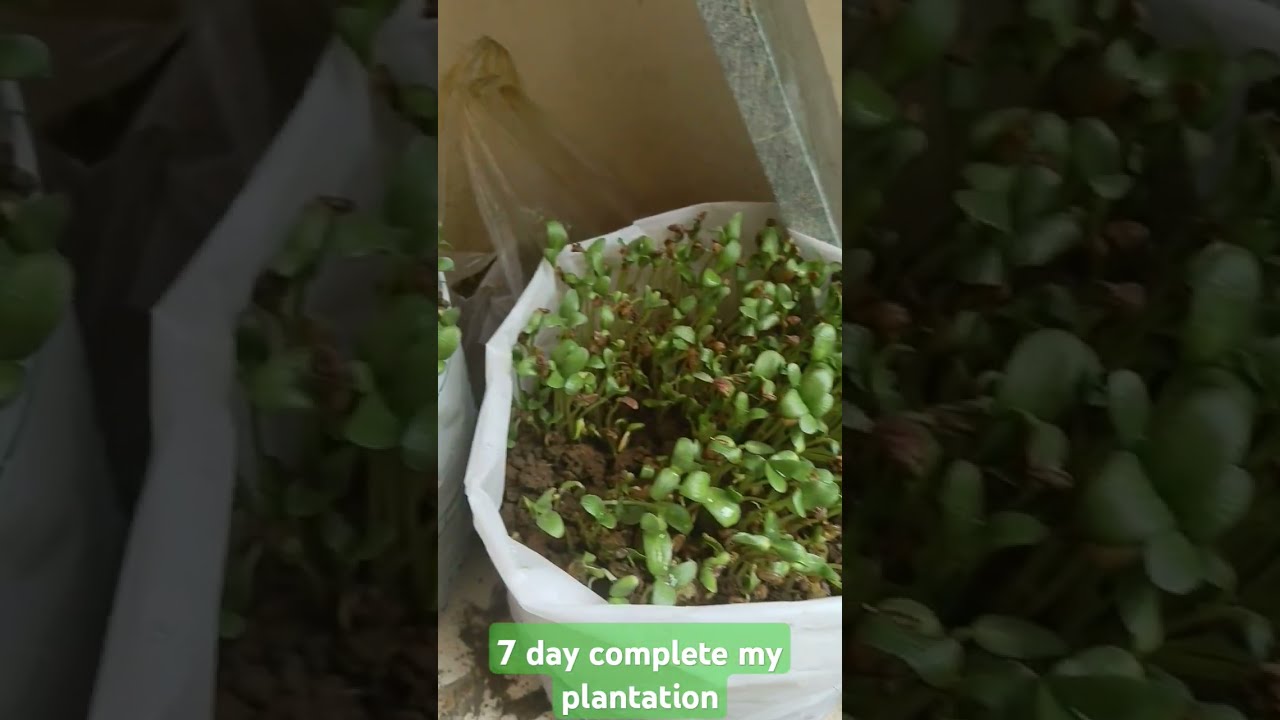  Trendingi Viral Short Video 7 Din Mein Methi Aur Dhaniya Ki Growth