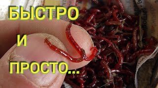 Как ПРОСТО и БЫСТРО добыть (намыть) МОТЫЛЯ!!!