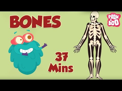 best-learning-videos-for-kids-|-the-dr.binocs-show-|-fun-learning-videos-for-kids-|-by-peekaboo-kids