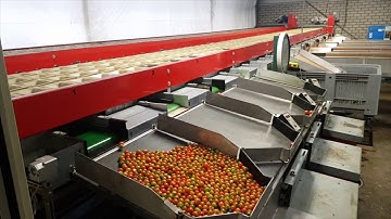 Aweta Cherry Sorting Machine / Sortiermaschine für Kirschtomaten