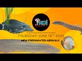 New Fish Have Arrived At Koi Smart | Thursday June 19th