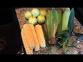 High Density Espalier Gardener - Corn &amp; Cucumber Harvest!  06-23-15