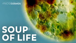 The Tiny Worlds Inside of Single-Celled Organisms
