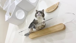 壁一面をキャットウォークに工事したら猫が大喜びでかわいすぎた笑