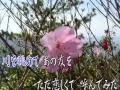 ただ恋しくて
