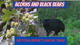 Surprising info about Acorns and Black Bears by BowhuntingRoad 3,982 views 5 months ago 15 minutes