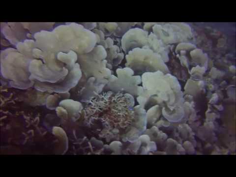 Twin Peaks, Coron diving