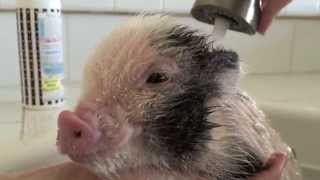 Albert The Mini Pig takes a bath!