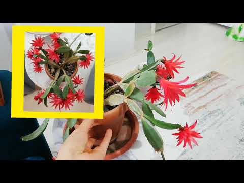 Video: Pasque Flowers Hakkında Bilgi - Bahçede Pasque Flower Bakımı