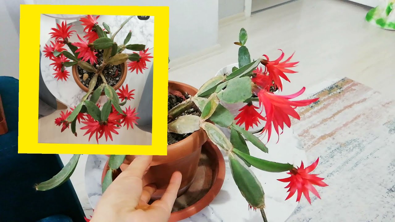 Paskalya kaktüsü bakımı  hakkında bilinmeyenler/ çiçek açması için bunları denediniz mi?