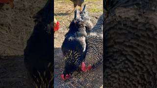 How To Raising Millions Of Free Range Chicken For Eggs And Meat - Chicken Farming - Meat Factory