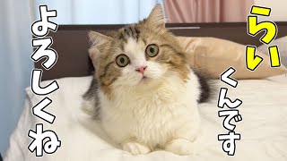 【ご報告】わけあって子猫のらいくんを預かることになりました!