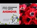 Анемона - любителям полевых маков посвящается | Сезонный цветок в букете