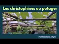 "Christophine au Jardin potager: Cultivez l