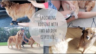 GROOMING ROUTINE WITH TWO GOLDEN RETRIEVERS + SHARING MUST HAVE GROOMING PRODUCTS