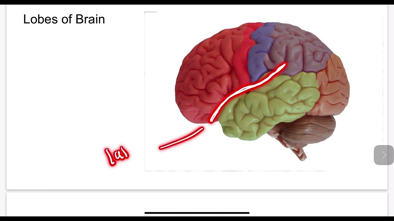 AP120 Neuron Model Video
