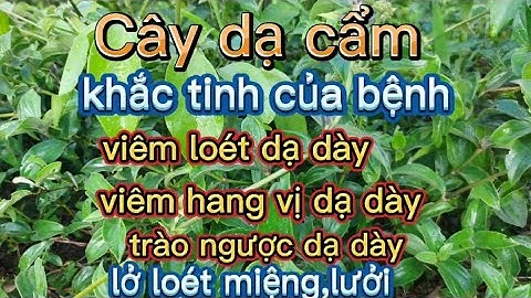 CÂY DẠ CẨM- Cây thuốc khắc tinh của bệnh viêm loét Dạ dày, trào ngược dạ dày,viêm loét miệng