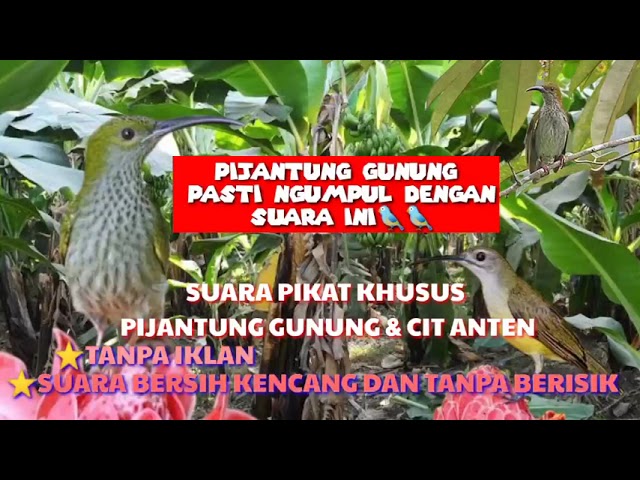 Suara pikat pijantung gunung memangil kumpulan class=