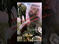 فرقةالصقورأجمل سهرات حسين الحمد الرحيبة