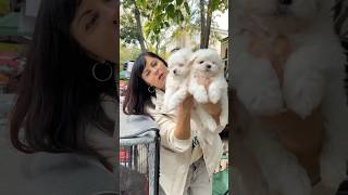 Собачий ринок Одеса Одесса котики цуценя #животные #милота #dog #dogs #счастье #собака #суперсобака