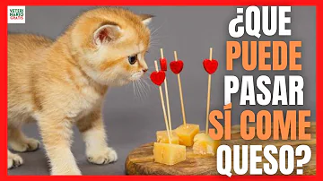 ¿Por qué los gatos odian el queso?