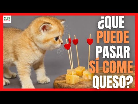 Video: ¿Qué les gusta a los gatos comer?