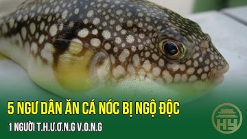 Bình Thuận: 5 ngư dân ăn cá nóc bị ngộ độc, 1 người t.h.ư.ơ.n.g v.o.n.g