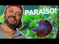 UM PARAÍSO PARA O NOSSO BETTA! | RICHARD RASMUSSEN