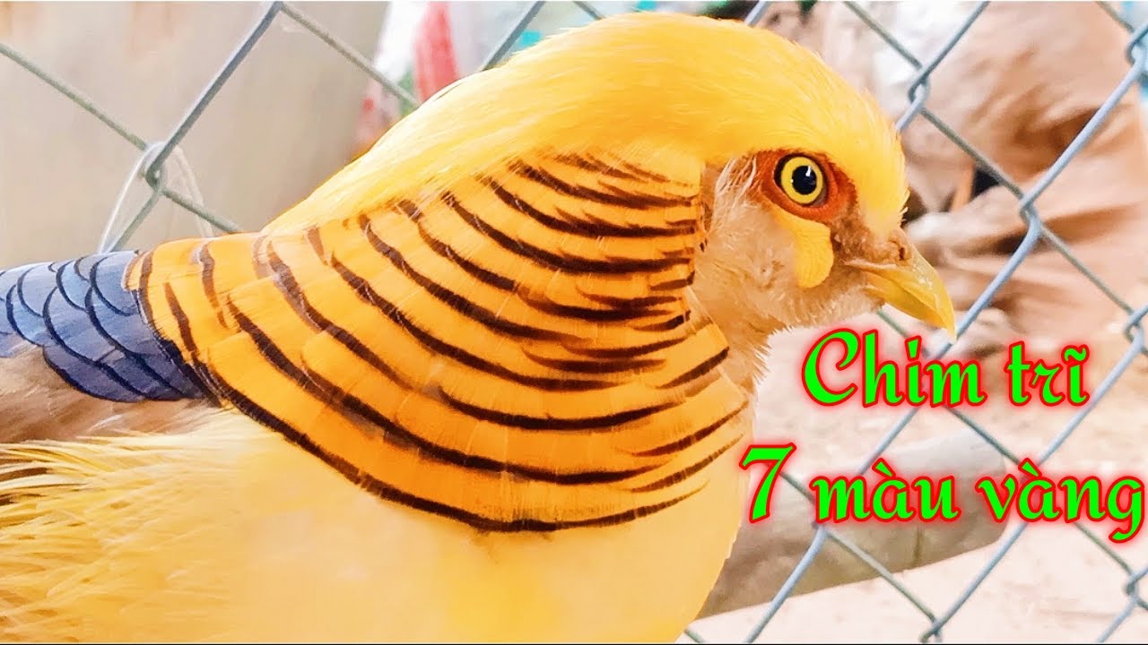 Video: Chiêm ngưỡng đàn chim trĩ 7 màu quý hiếm, giá đắt 'hốt hoảng' ở Hải  Dương