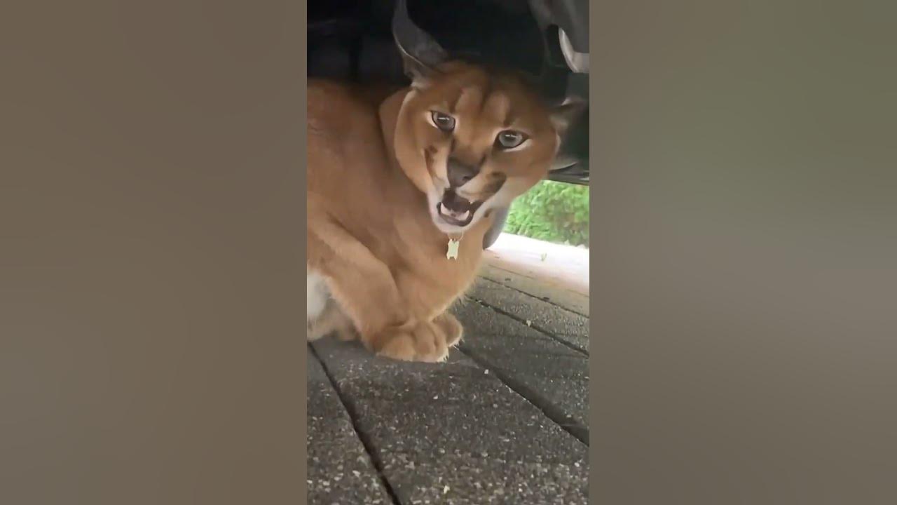 Angry floppy ears cat 😸 Pumba hiding from the weather🌧️🚗 - YouTube