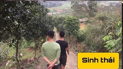 Dúi trung quốc | Dúi mốc đại | Đem dúi giống đến khu vườn sinh thái ở Hà Nội | Chuột Tre 360