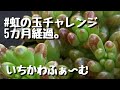 虹の玉チャレンジ、5か月経過。