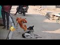 Fake tiger real dogs prank  shocked this dog  tigerfunnyfunnydoglover  new dog prank 2023