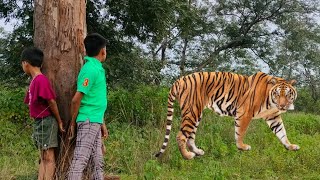 tiger attack man in forest || बंगाल टाईगर ने आदमी का शिकार किया। fun made movie part 1