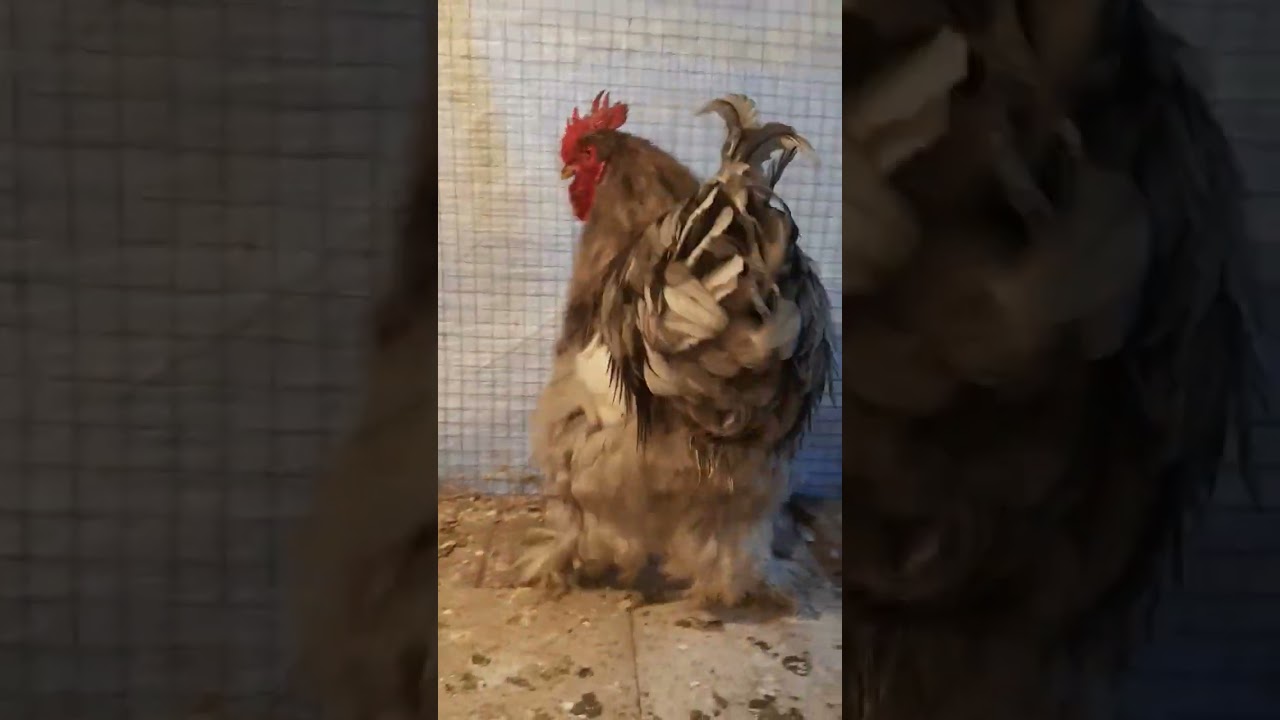 HEAVY BUFF COCHIN | BLUE COLOR MALE | HMM FARMS 