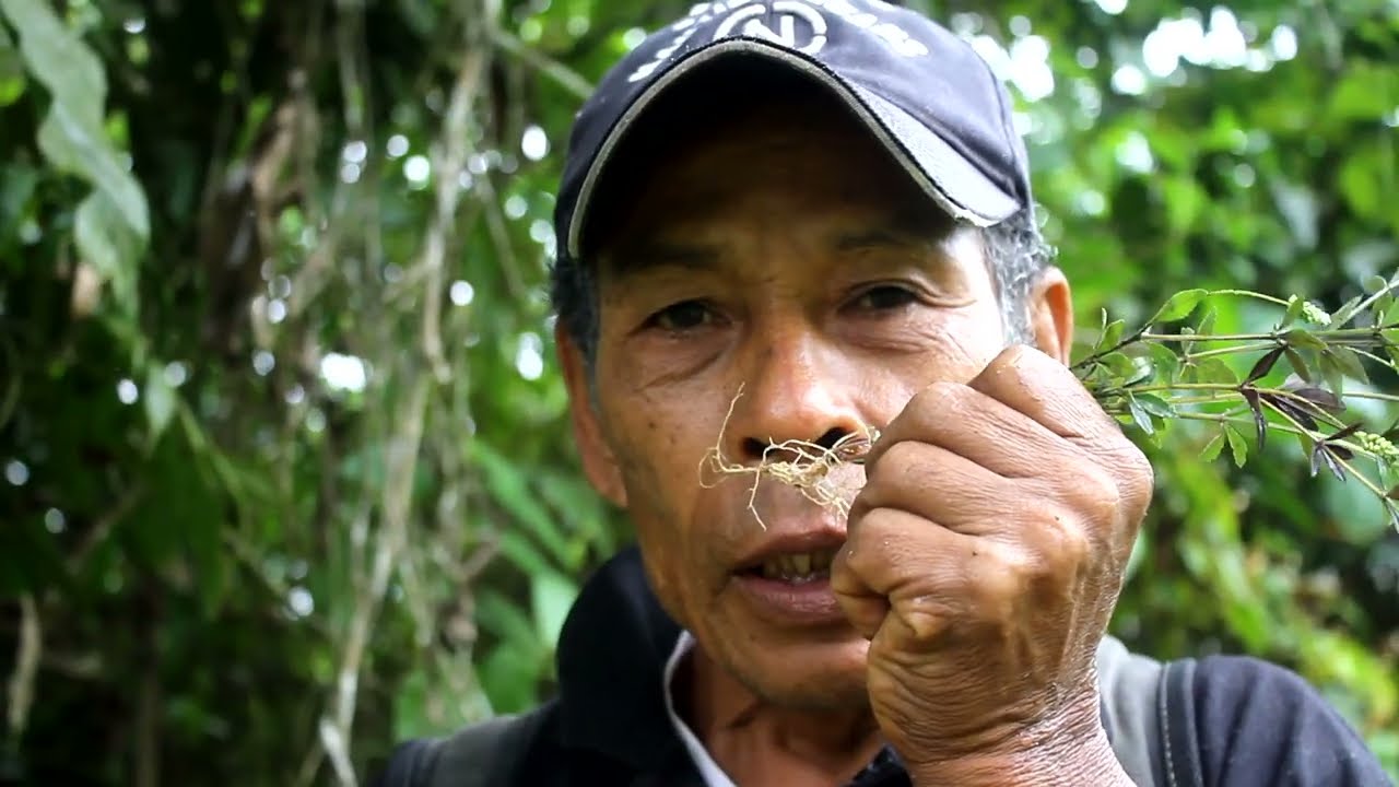 Lengua de Suegra – Plantas del Tambo