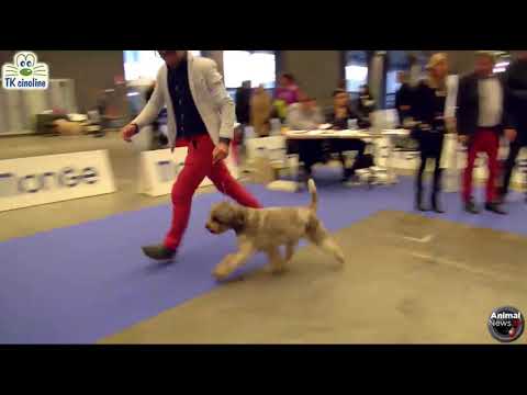 IGDM Yelina Salas — judges inspecting Mocha at Group placement in Italy — click to play