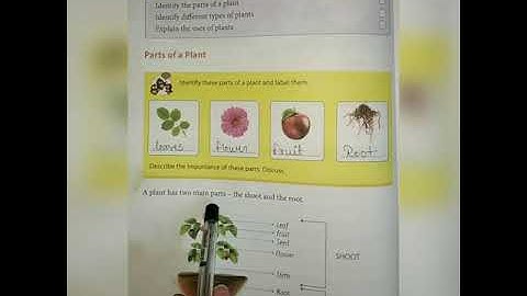 Class 3 chapter 9 Plants Around Us ( Part -1)