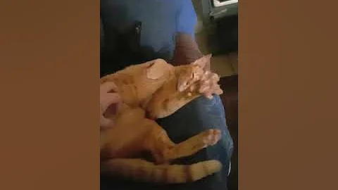 Watch the video about My Red Spotted Oriental Cat.