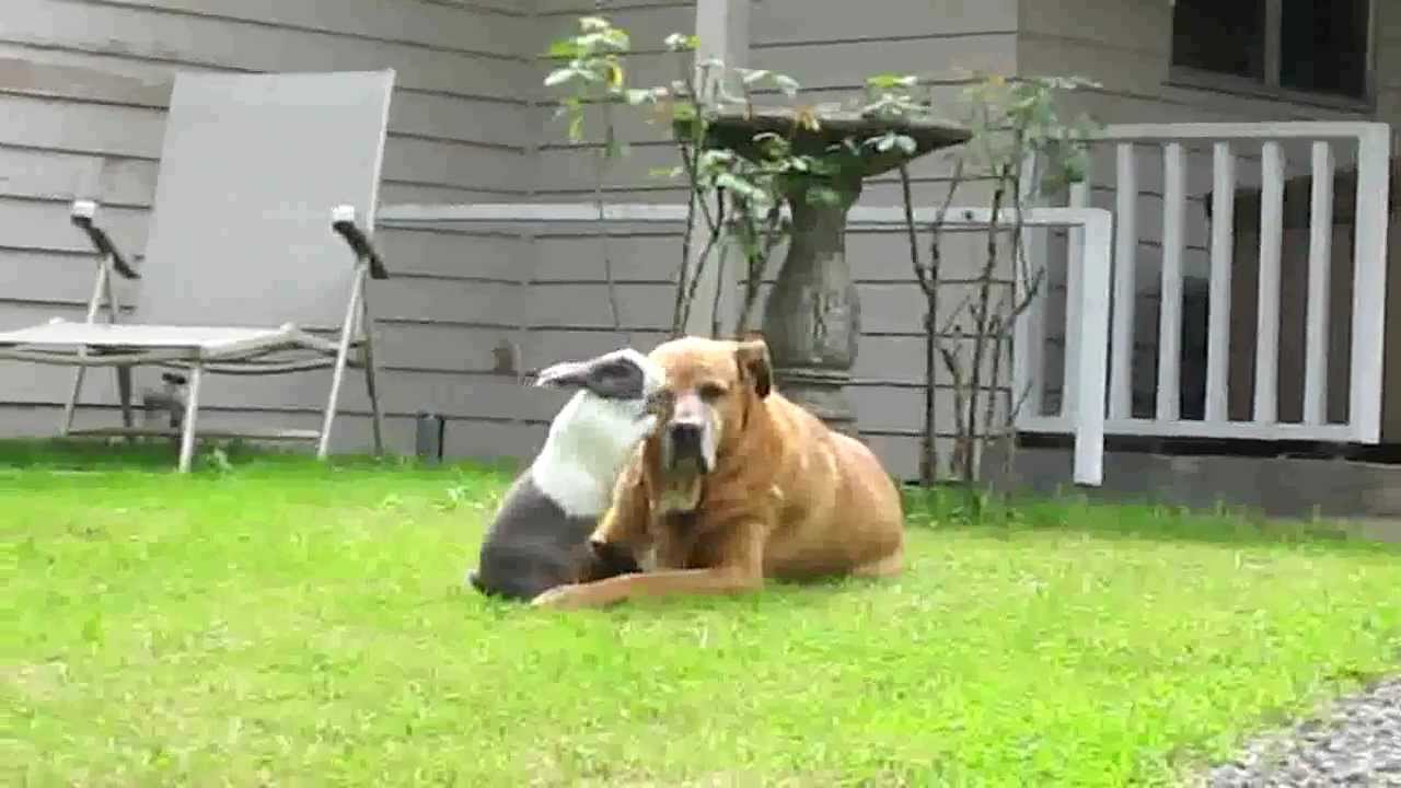 Hond en konijn vrienden Hart Voor Dieren