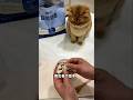 🐾 Man Makes Paintings Using Cat Paws😍 #ytshorts #shorts