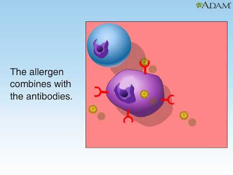 How Allergies Work Animation. Understanding Allergic Reaction Immune System Video. Symptom Treatment