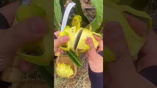 Golden Yellow  Dragon Fruit Plant dragonfruit dragonfruitplant pitaya rarefruit